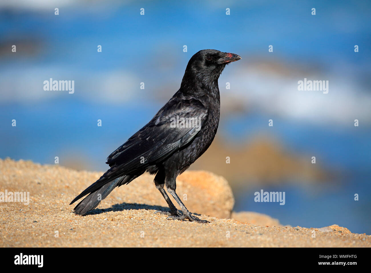 American Crow, adult on rock, Monterey, California, North America, USA, (Corvus brachyrhynchos) Stock Photo