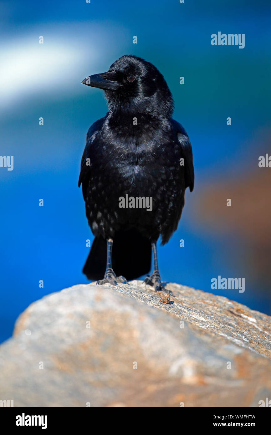 Crows standing hires stock photography and images Alamy