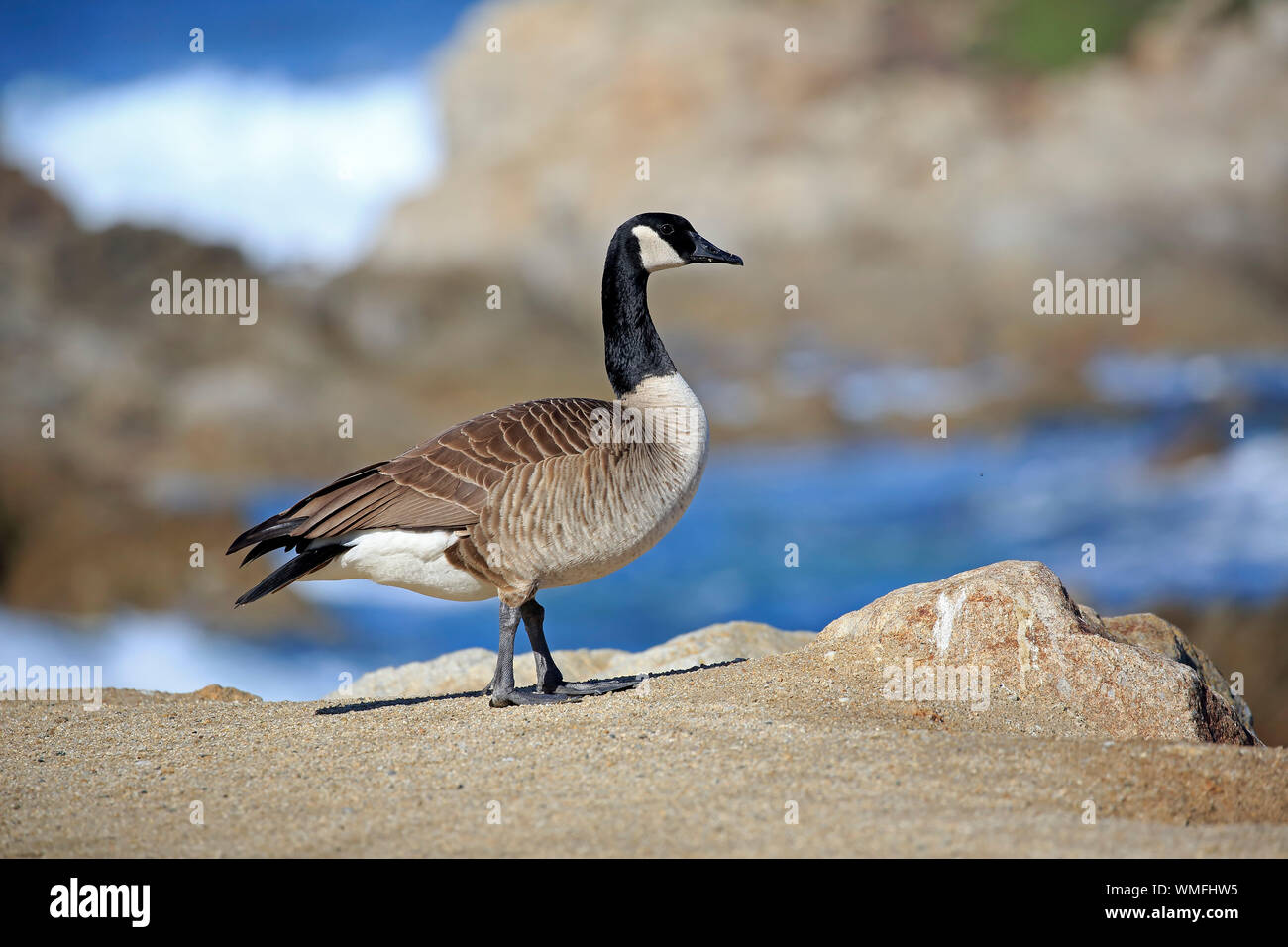 Canada Goose, adult, Monterey, California, North America, USA, (Branta canadensis) Stock Photo