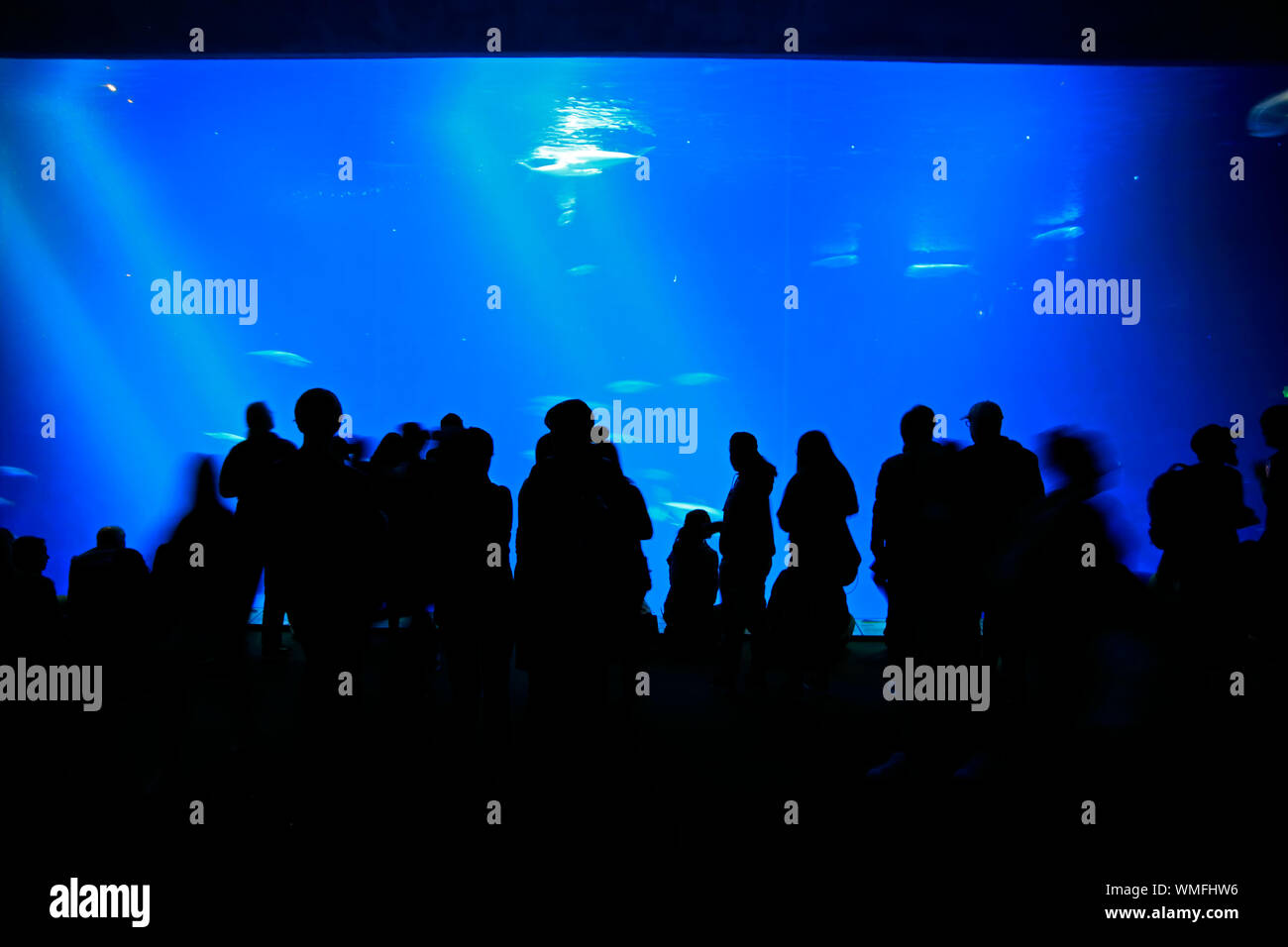 Monterey Aquarium, people watching animals in aquarium, Monterey, California, North America, USA Stock Photo