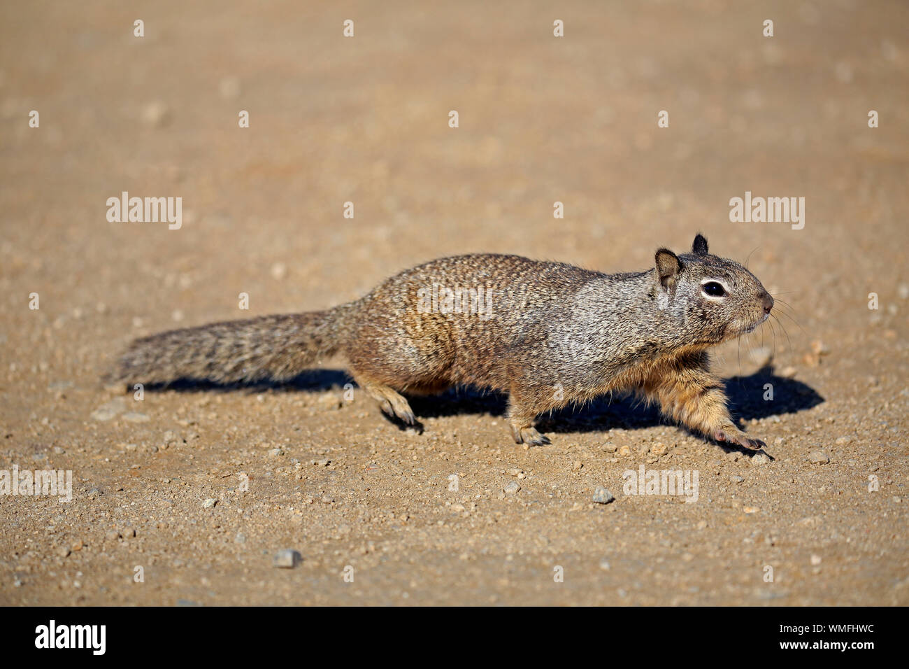 California Ground Squirrel, adult, Monterey, California, North America, USA, (Citellus beecheyi) Stock Photo