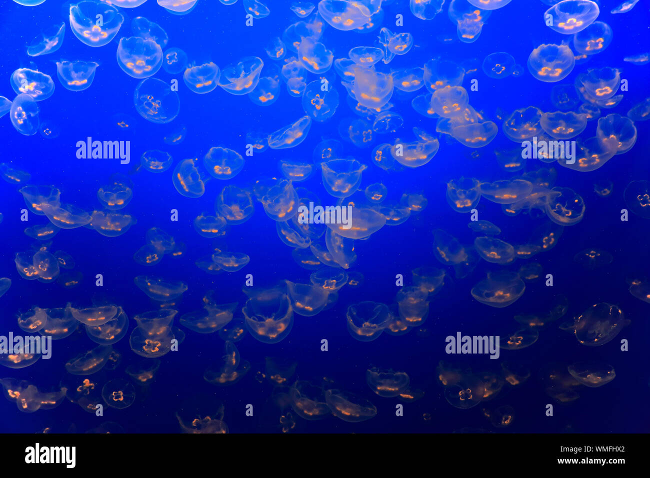 Moon Jellies, Monterey, California, North America, USA, (Aurelia labiata) Stock Photo