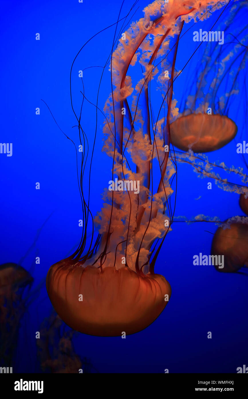Sea Nettles, Monterey, California, North America, USA, (Chrysaora fuscescens) Stock Photo