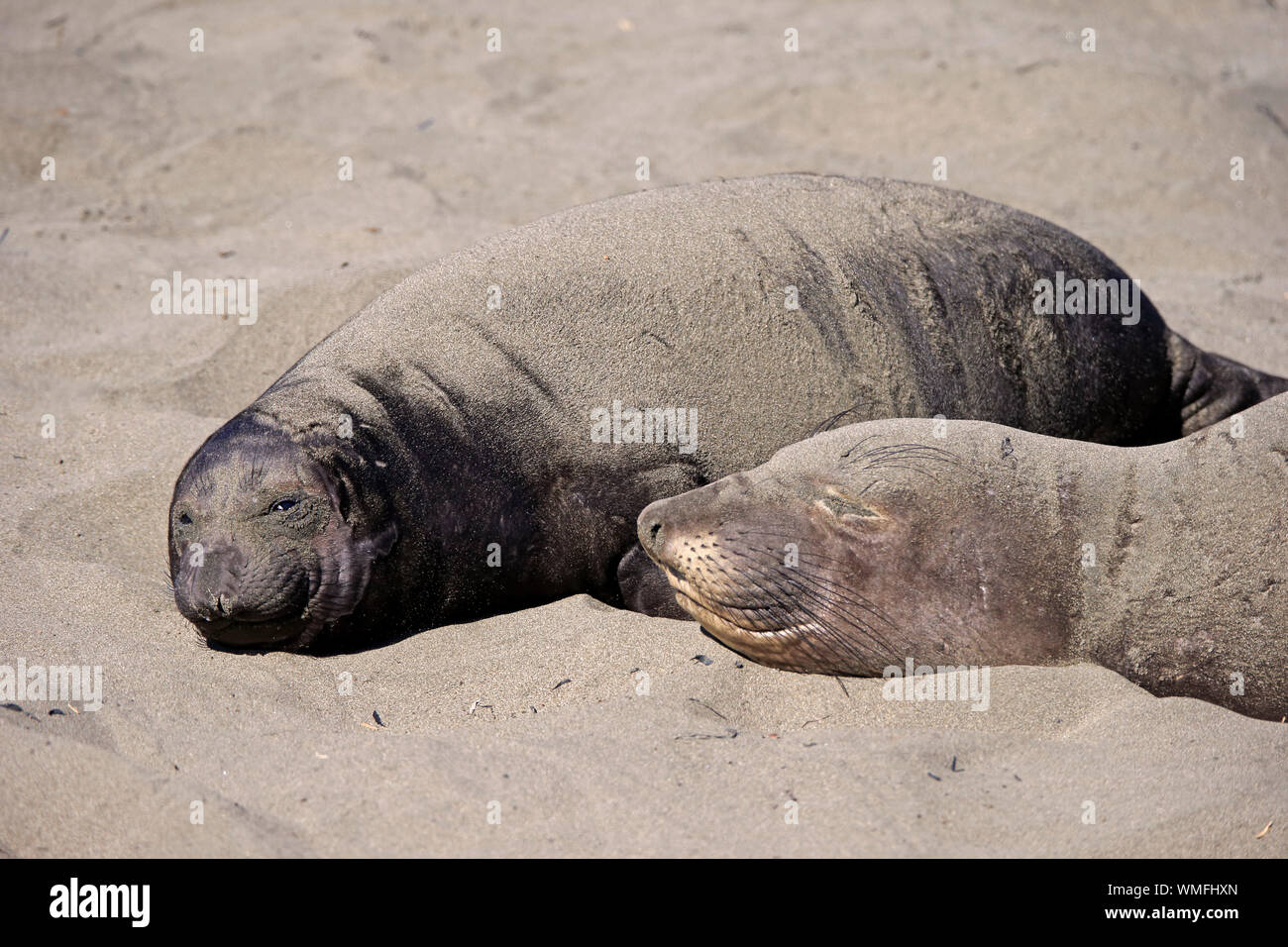 Northern Elephant Seal, female with young, Piedras Blancas Rookery, San Simeon, San Luis Obispo County, California, USA, (Mirounga angustirostris) Stock Photo