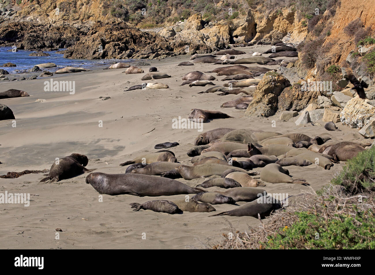 Northern Elephant Seal, colony at beach, Piedras Blancas Rookery, San Simeon, San Luis Obispo County, California, USA, (Mirounga angustirostris) Stock Photo