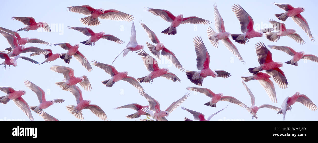 A beautiful flock of pink and grey parrots called Galahs take flight from a tree in Australian outback in Queensland Stock Photo