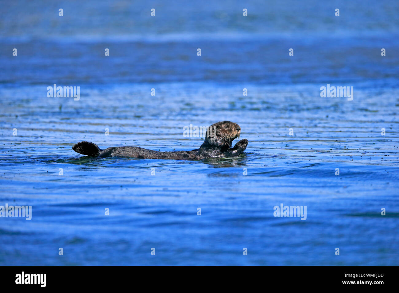 Sea Otter, adult, Elkhorn Slough, Monterey, California, North America, USA, (Enhydra lutris) Stock Photo