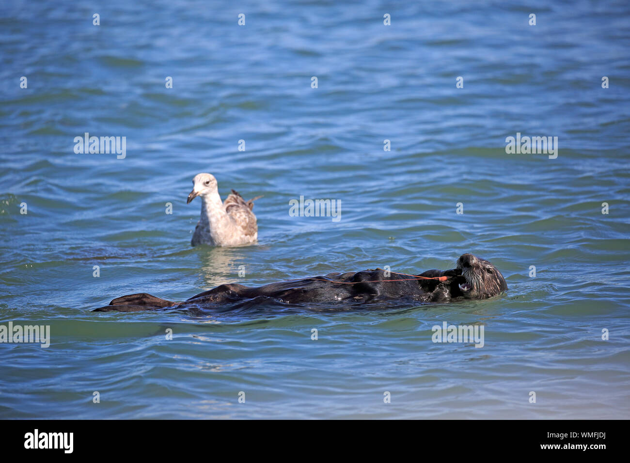 Sea Otter, adult feeding on fat innkeeper worm, Elkhorn Slough, Monterey, California, North America, USA, (Enhydra lutris), (Urechis caupo) Stock Photo