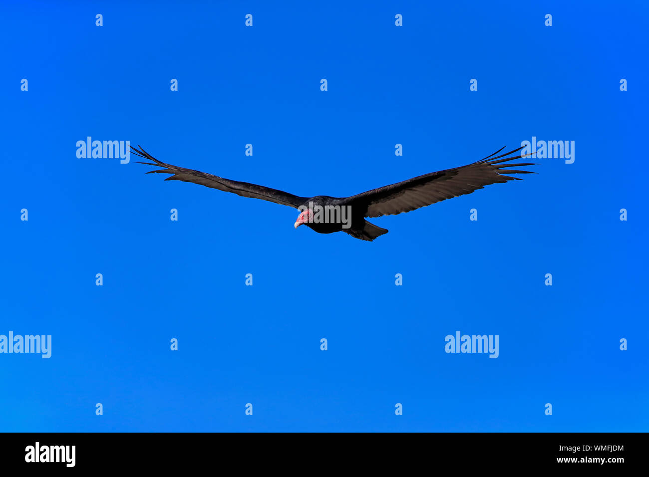 Turkey Vulture, adult flying, Monterey, California, North America, USA, (Cathartes aura) Stock Photo