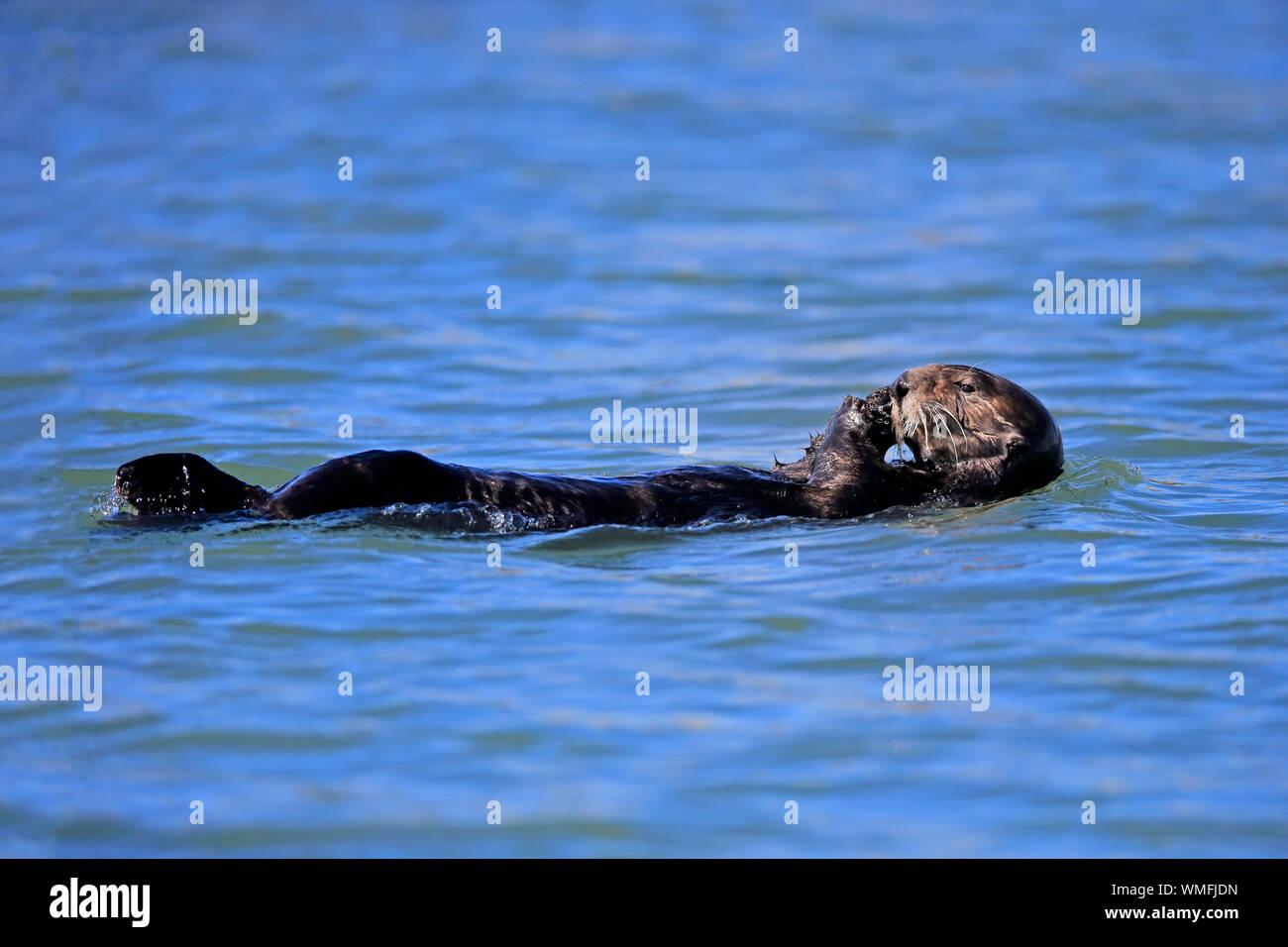 Sea Otter, adult, Elkhorn Slough, Monterey, California, North America, USA, (Enhydra lutris) Stock Photo