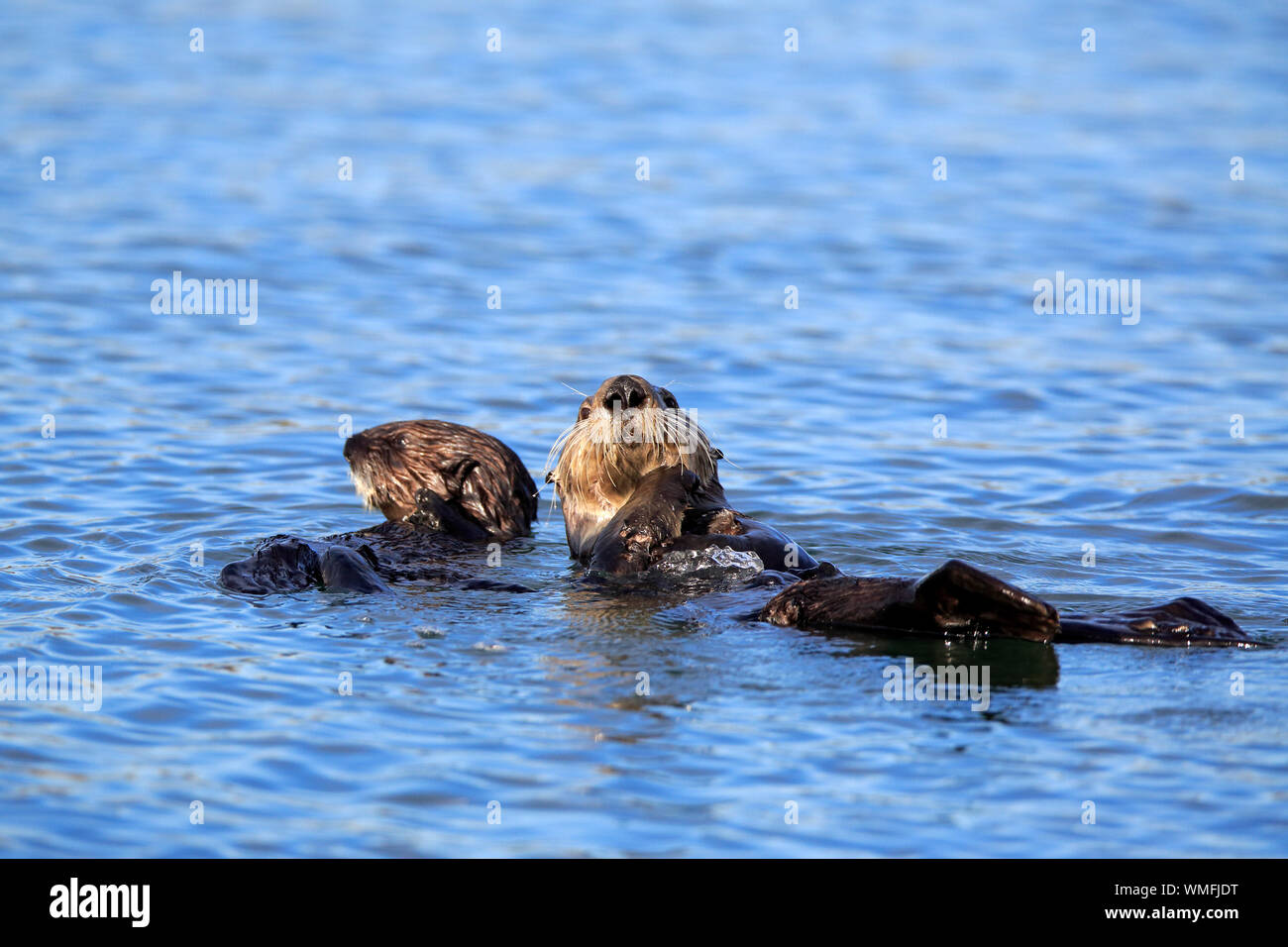 Sea Otter, adult with young, Elkhorn Slough, Monterey, California, North America, USA, (Enhydra lutris) Stock Photo