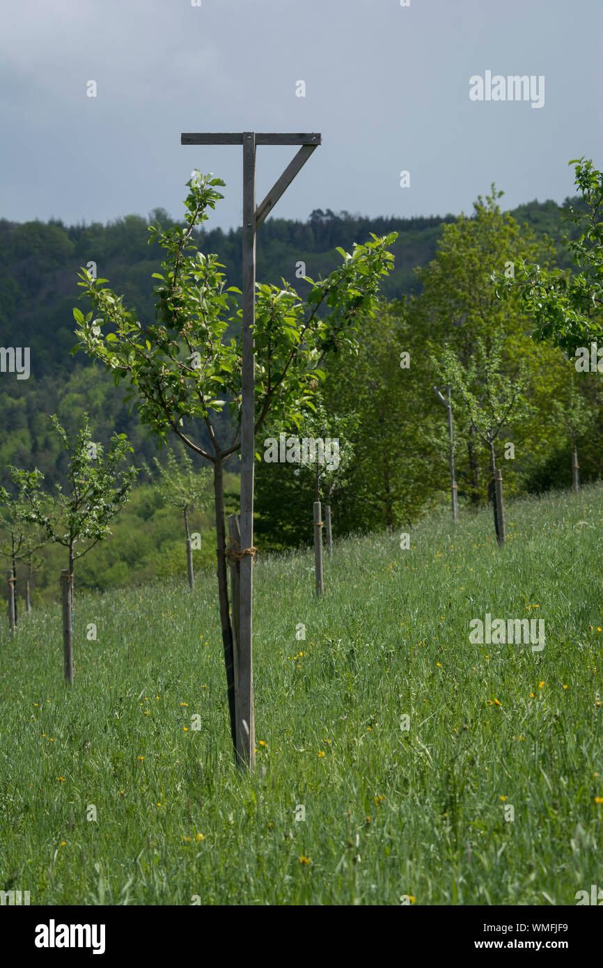 raised hide for birds of prey, in fruit orchard, pfedelbach, ohrn valley, hohenlohe region, baden-wuerttemberg, heilbronn-franconia, germany Stock Photo