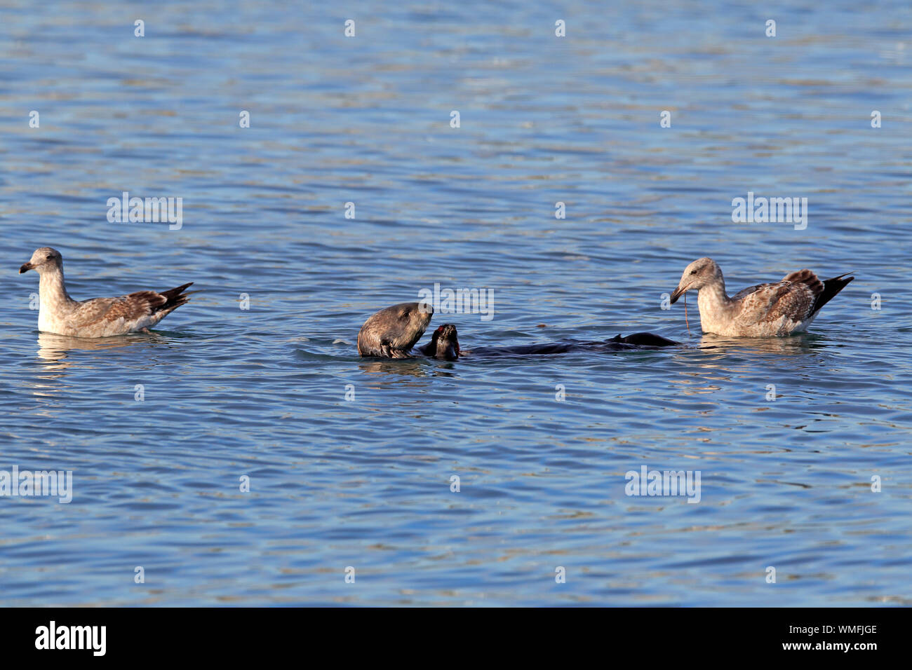 Sea Otter, adult with Western Gull in non breeding plumage, Elkhorn Slough, Monterey, California, USA, (Enhydra lutris), (Larus occidentalis) Stock Photo
