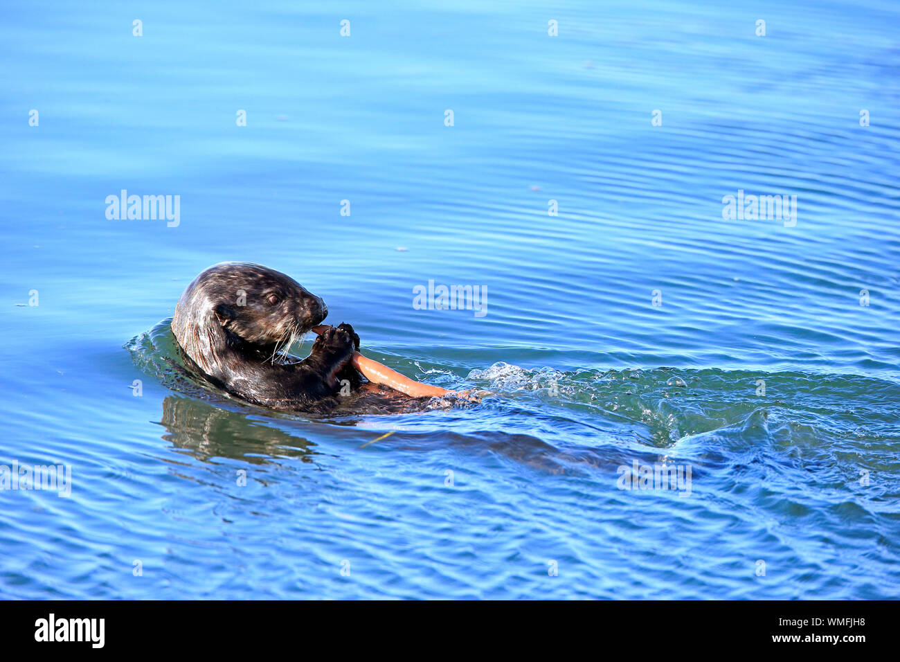 Sea Otter, adult feeding on fat innkeeper worm, Elkhorn Slough, Monterey, California, North America, USA, (Enhydra lutris), (Urechis caupo) Stock Photo