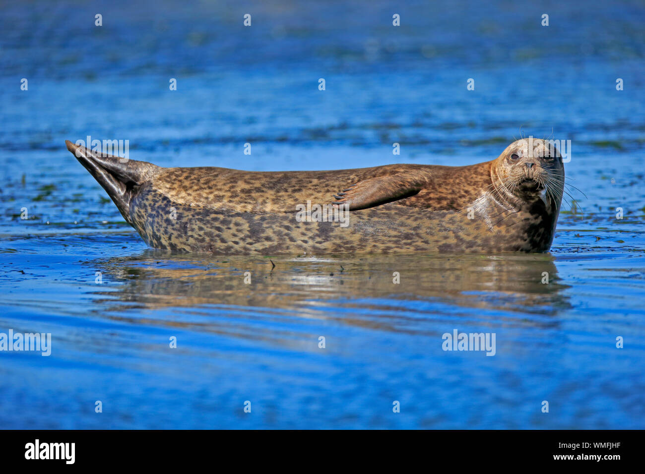 Common Sea, adult, Elkhorn Slough, Monterey, California, North America, USA, (Phoca vitulina) Stock Photo