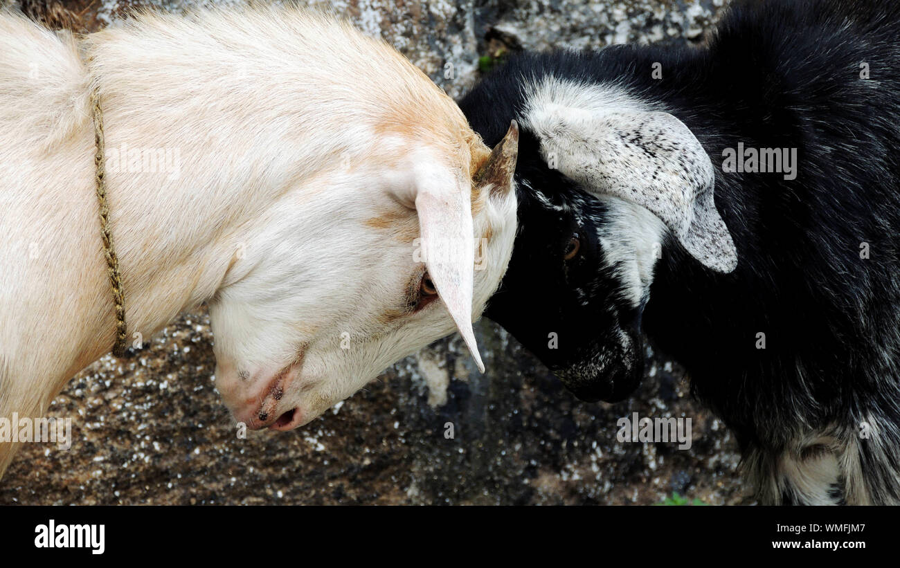 Butting heads hires stock photography and images Alamy
