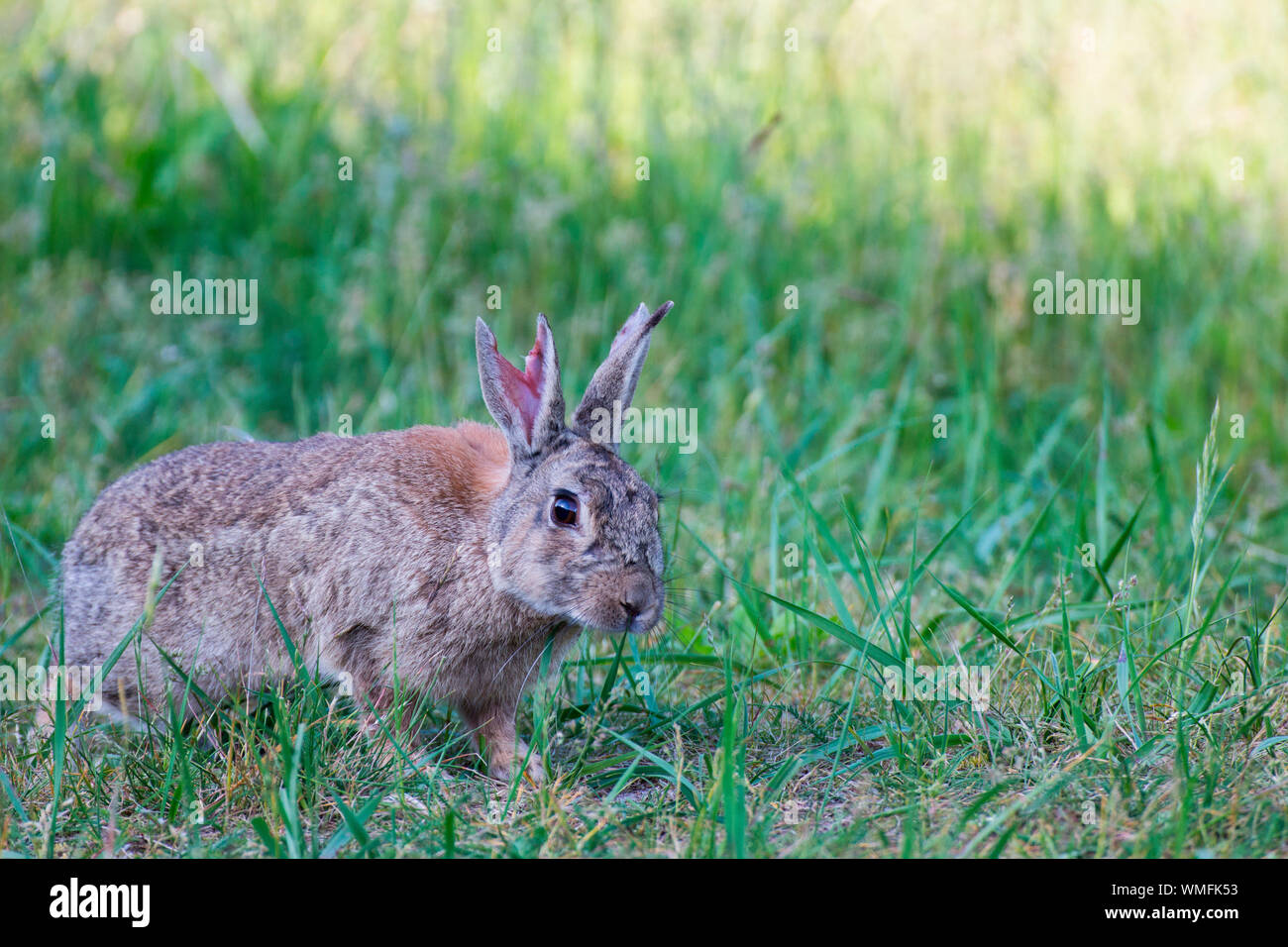 Wild Rabbits High Resolution Stock Photography and Images Alamy