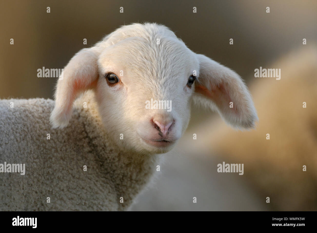 Domestic sheep, lamb Stock Photo