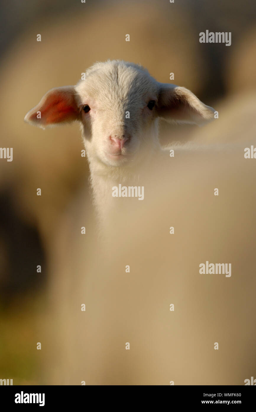 Domestic sheep, lamb Stock Photo