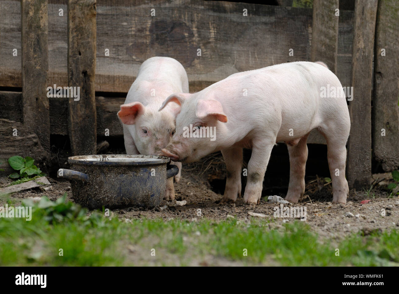 Domestic pig, piglets at feeding pot Stock Photo