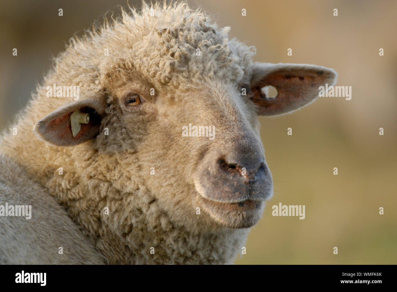 Image of ewe and sheep hi-res stock photography and images - Alamy