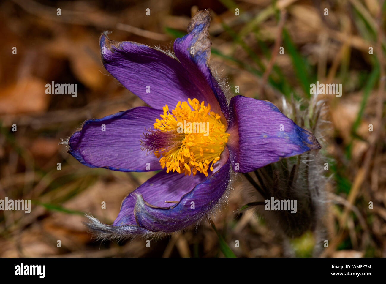 Pasque flower hybrid, (Pulsatilla vulgaris grandis x vulgaris) Stock Photo