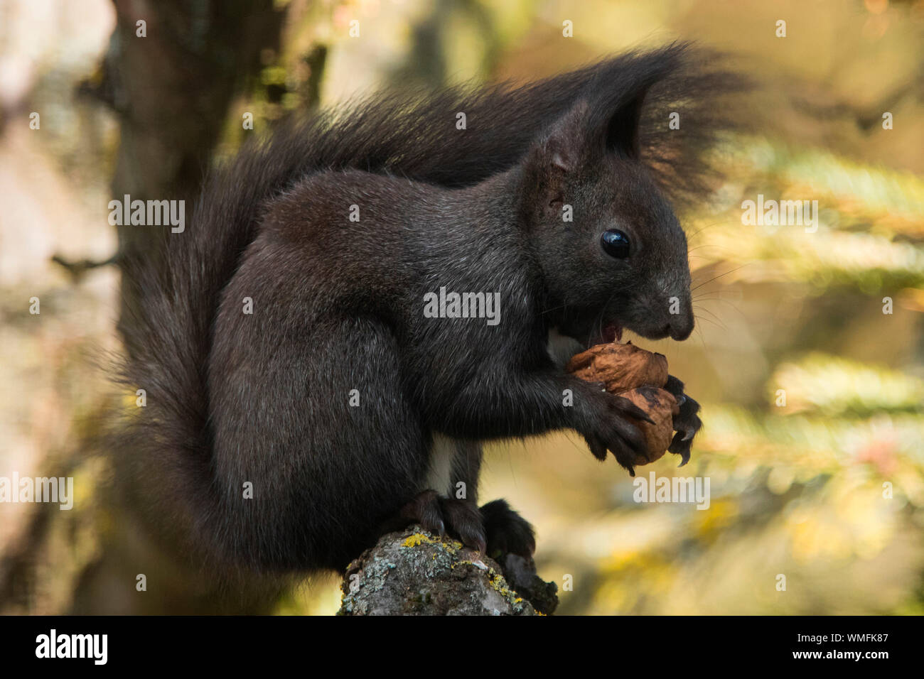 eurasian red squirrel, (Sciurus vulgaris) Stock Photo