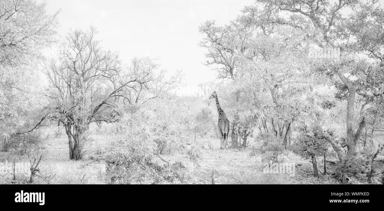 A giraffe rest while taking shelter from the midday sun under large trees at Tanda Tula Game Reserve on the outskirts of Kruger in South Africa Stock Photo