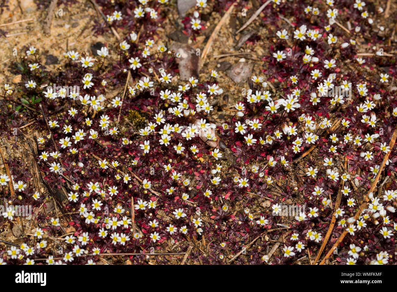 spring draba, (Draba verna) Stock Photo