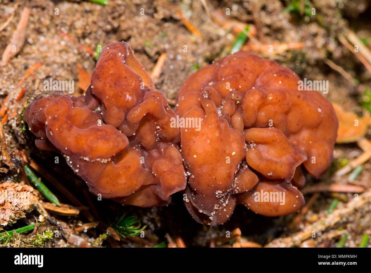 false morels, (Gyromitra esculenta) Stock Photo