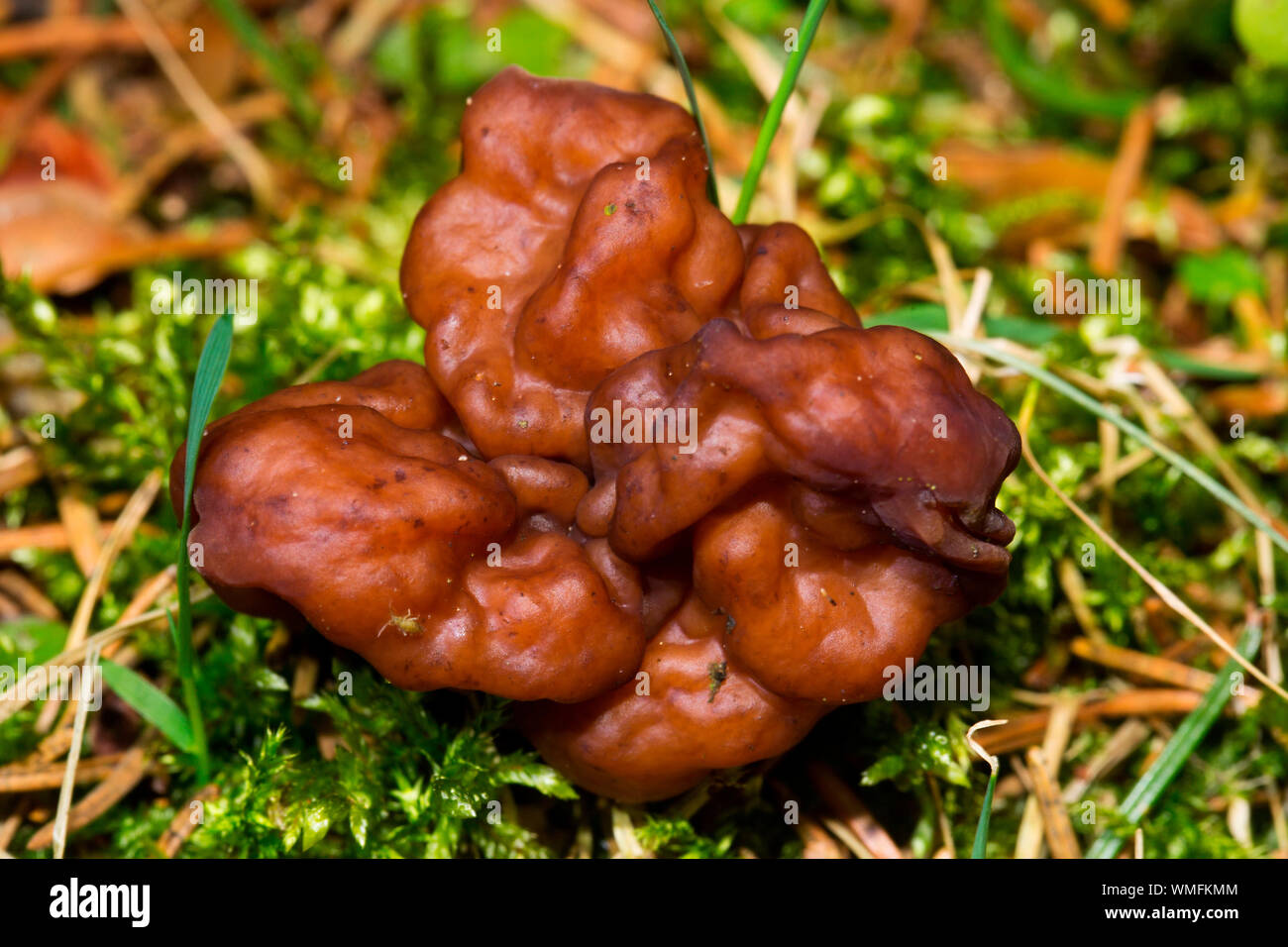 false morels, (Gyromitra esculenta Stock Photo Alamy