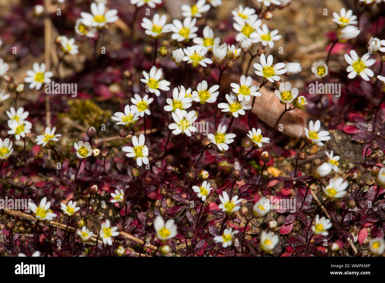spring draba, (Draba verna) Stock Photo
