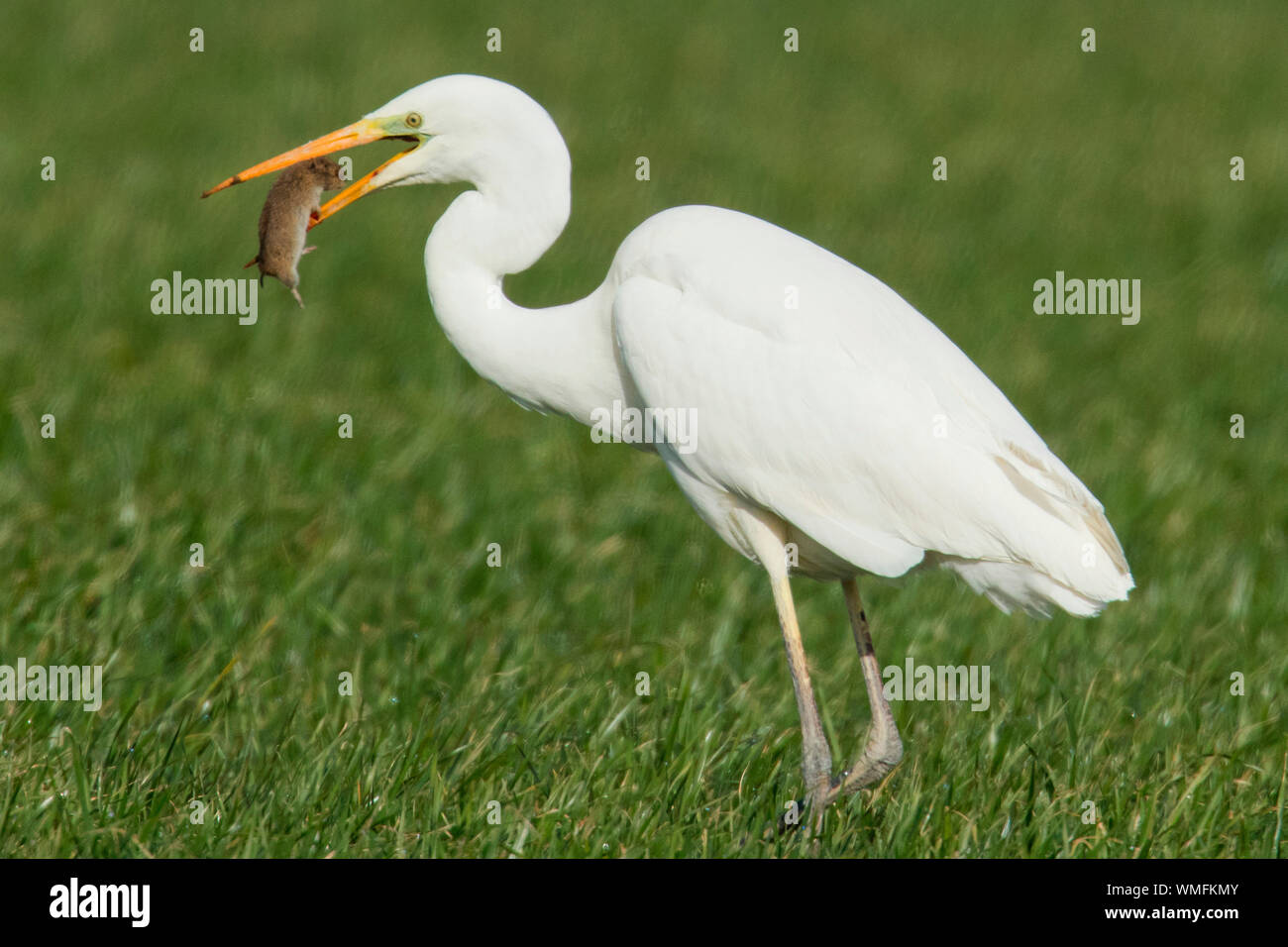 great egret, (Ardea alba) Stock Photo