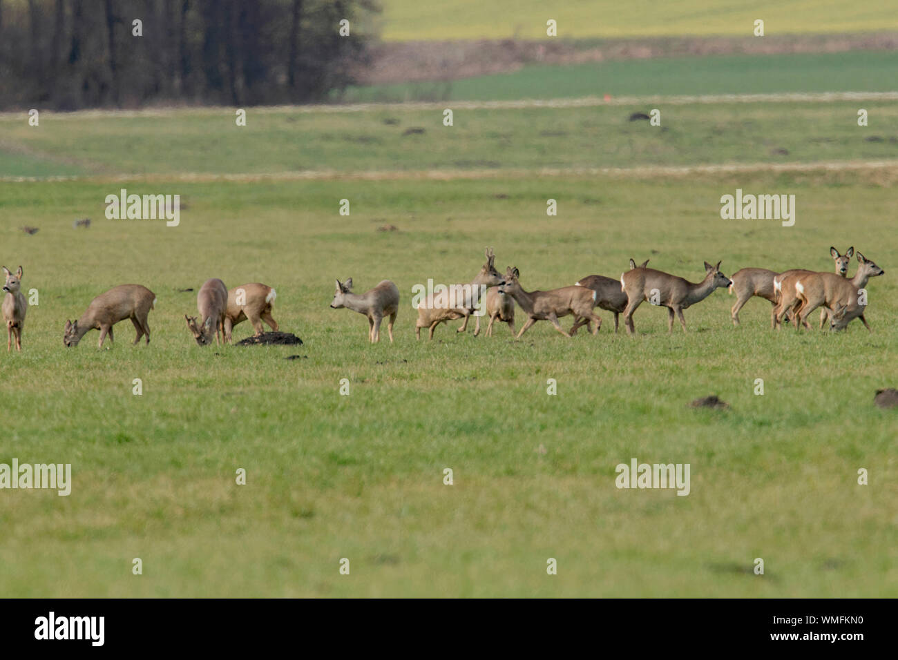 Landscape format of roe deer hi-res stock photography and images - Alamy