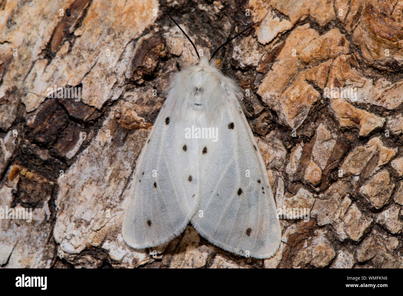 muslin moth, (Diaphora mendica) Stock Photo