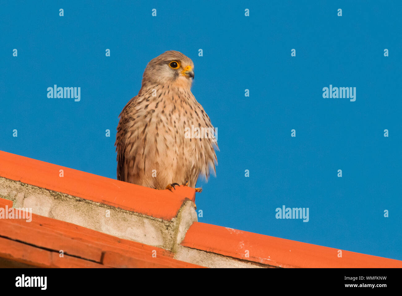common kestrel, (Falco tinnunculus) Stock Photo