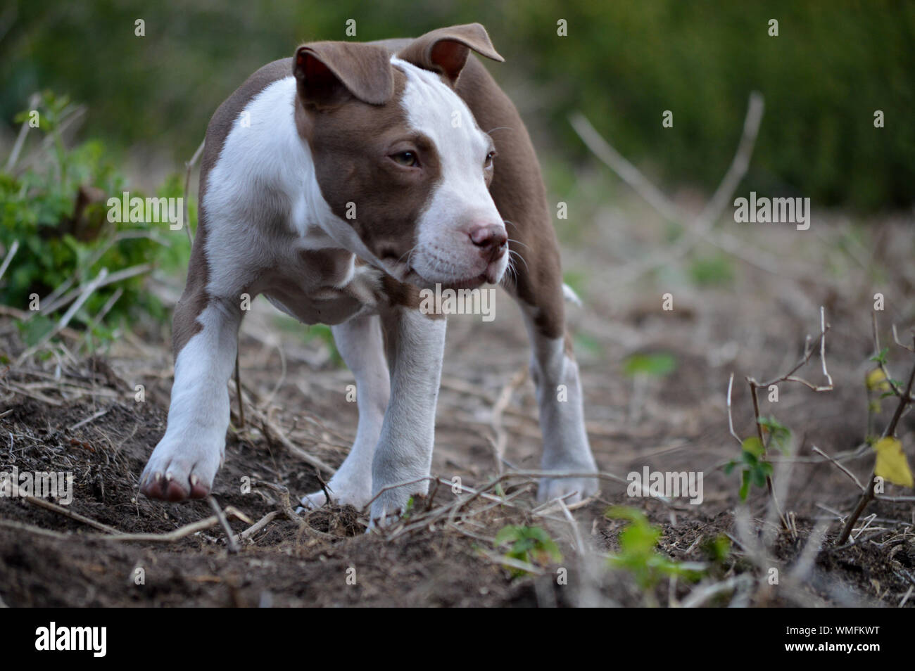 Puppy Bull Terrier High Resolution Stock Photography And Images Alamy Puppy Bull Terrier High Resolution Stock Photography And Images Alamy