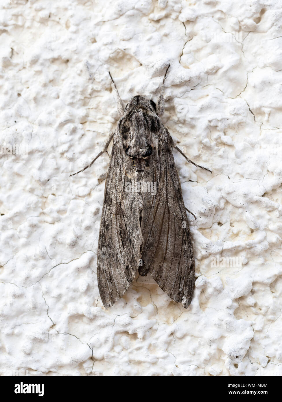 Moth, dorsal view. Agrius convolvuli, the convolvulus hawk-moth. Stock Photo