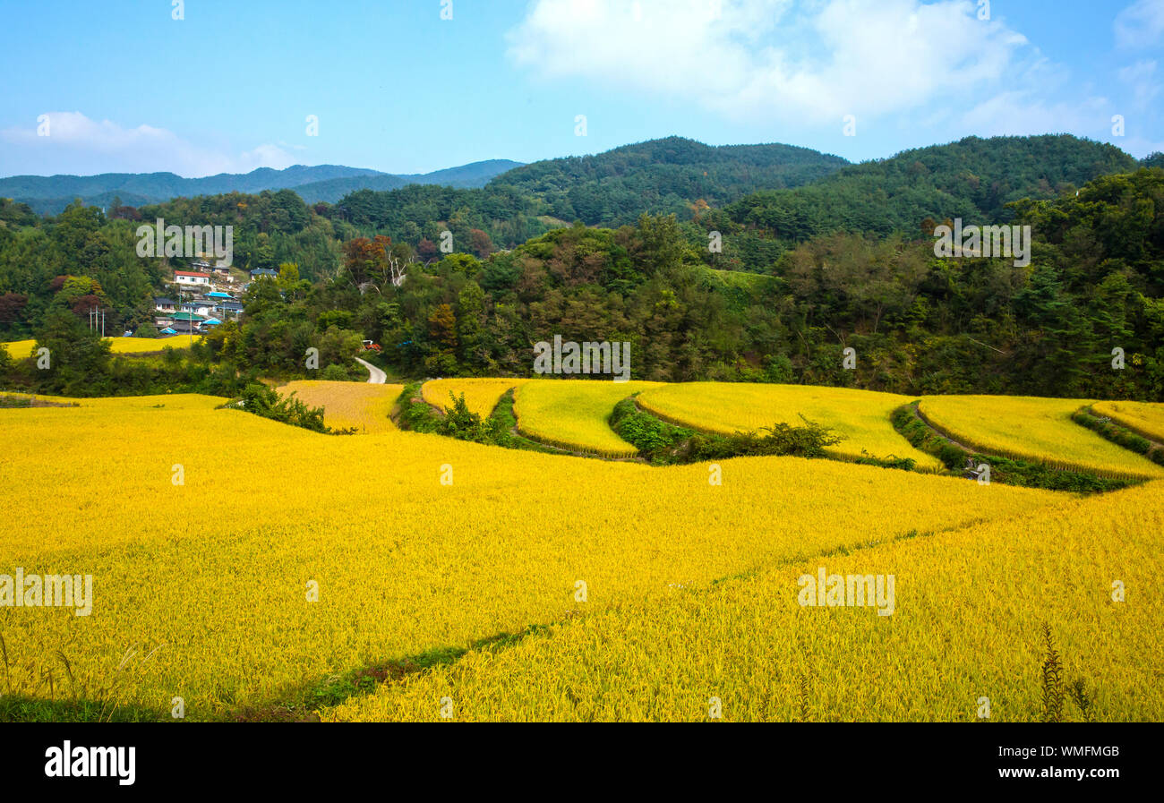 A small rice field turning yellow as seen from the top of a mountain ...