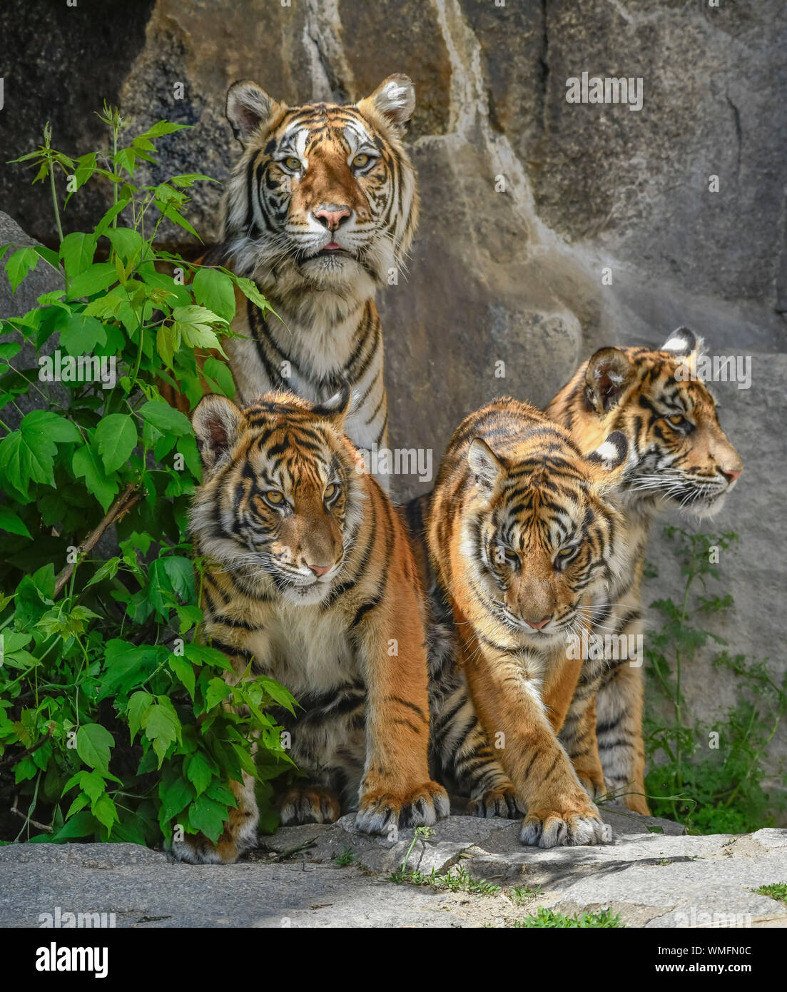 Sumatra-Tigerin Mayang und Jungtiere, Tierpark, Friedrichsfelde, Lichtenberg, Berlin, Deutschland Stock Photo