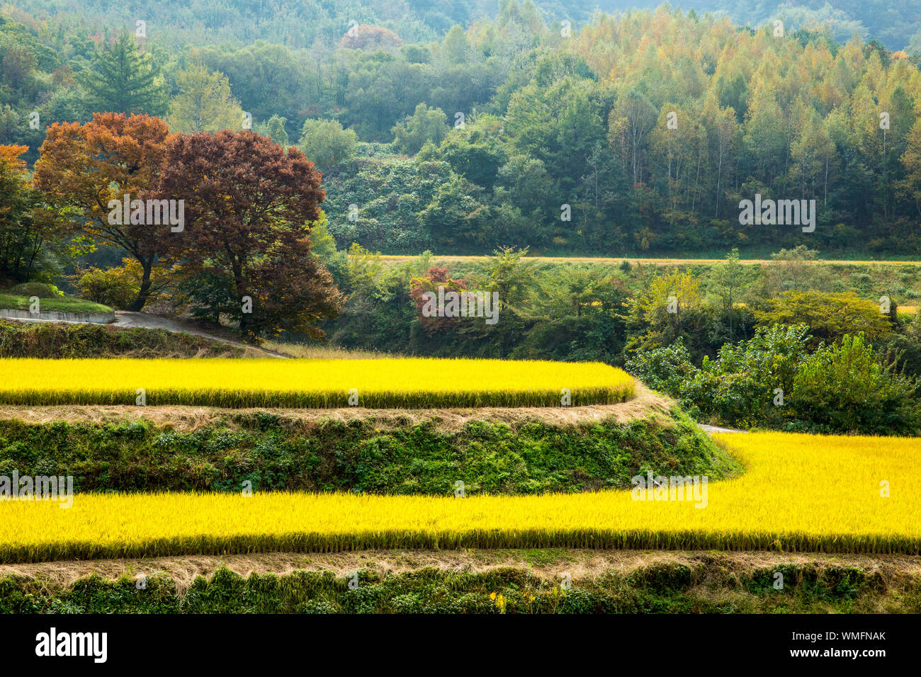 Small rice field hi-res stock photography and images - Alamy