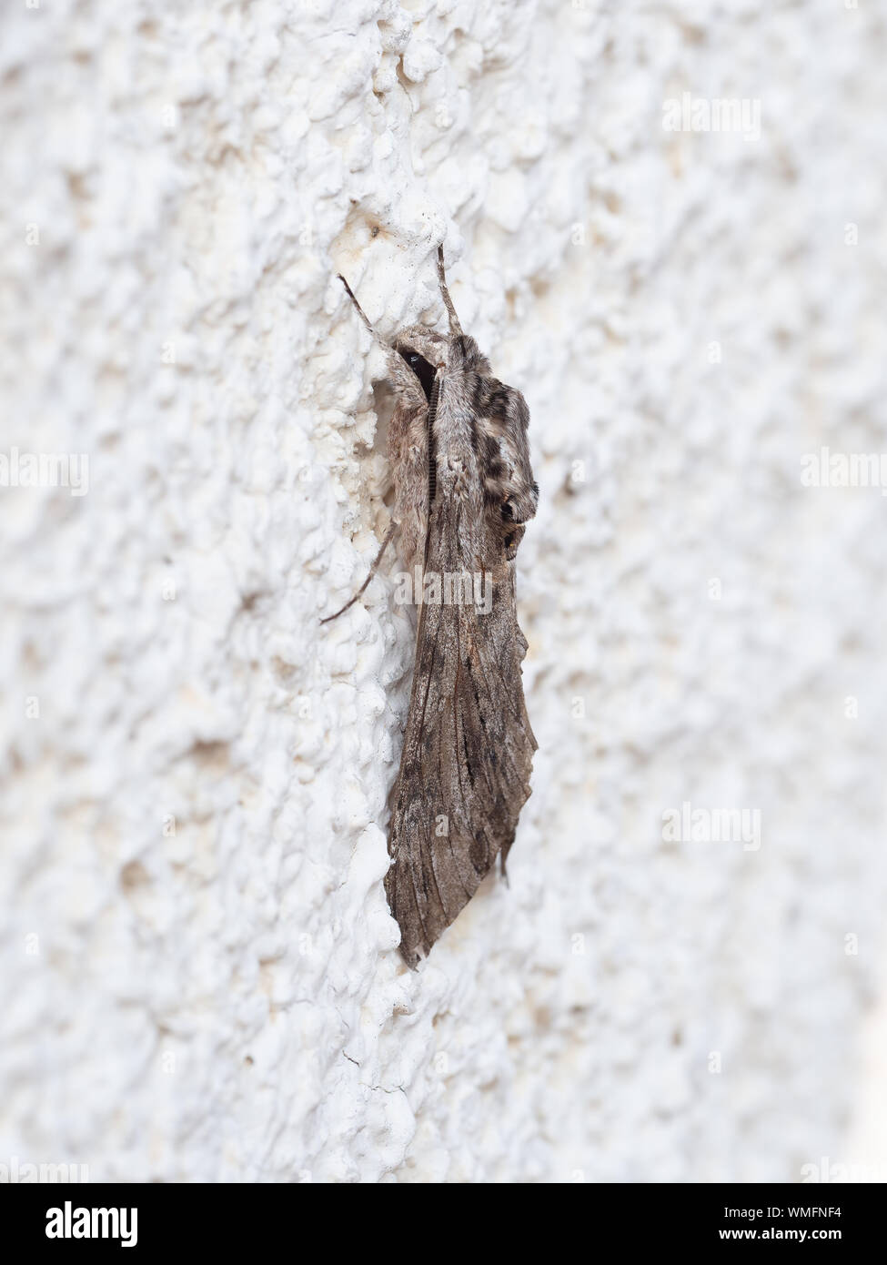 Moth, side view. Agrius convolvuli, the convolvulus hawk-moth. Alive, on wall. Stock Photo