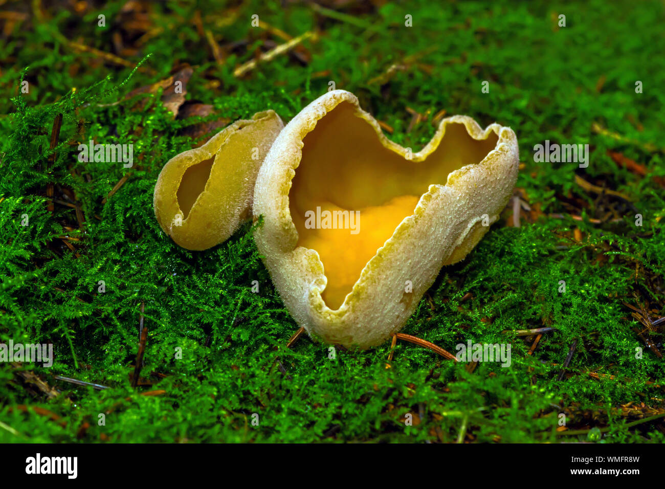 Fungus, (Sowerbyella radiculata), apothecial fungus, Botelsdorf, Mecklenburg-Vorpommern, Germany Stock Photo