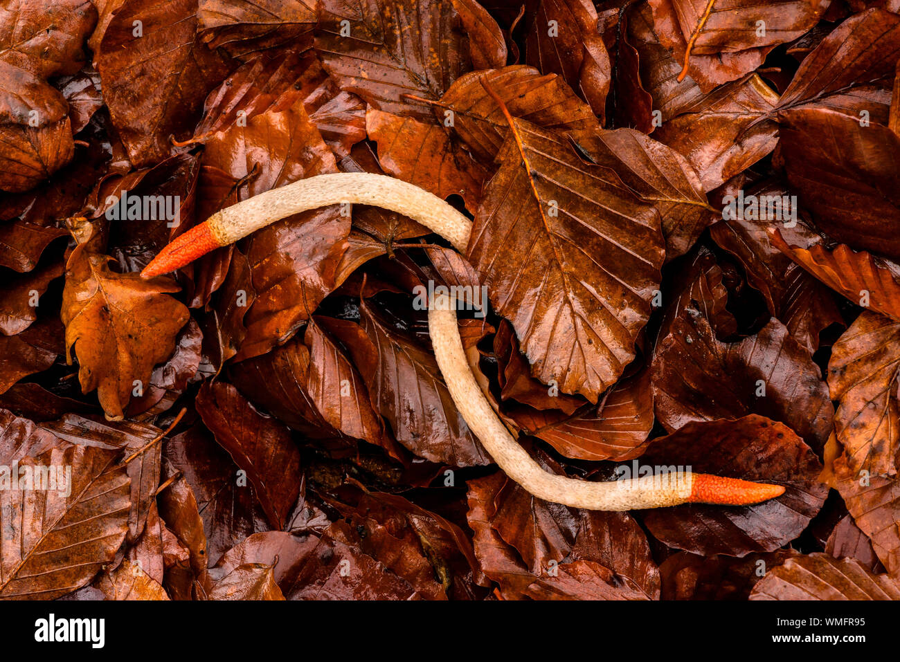 dog stinkhorn, (Mutinus caninus), Mecklenburg-Vorpommern, Germany Stock Photo