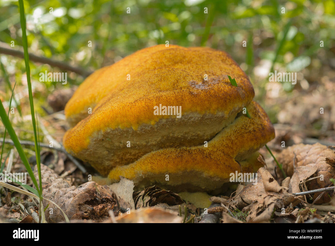 velvet-top fungus, (Phaeolus schweinitzii), dyer's polypore, dyer's mazegill, Mecklenburg-Vorpommern, Germany Stock Photo