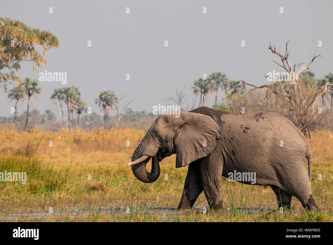 Elefant, Moremi Game Reserve, Okavango Delta, Botswana, Afrika (Loxodonta africana) Stock Photo