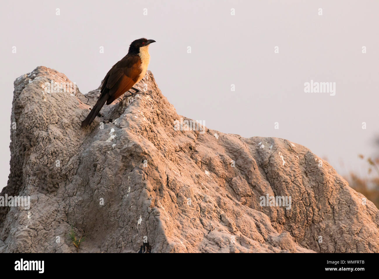 Spornkuckuck, Moremi Game Reserve, Okavango Delta, Botswana, Afrika (Centropus senegalensis) Stock Photo