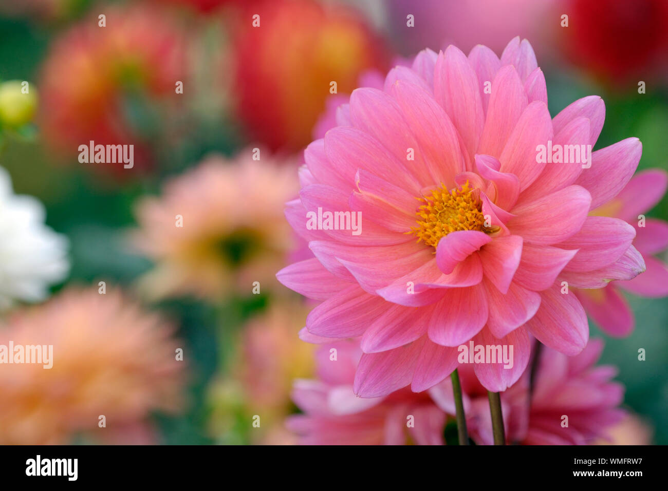 Pink Dahlia, (Dahlia spec Stock Photo - Alamy