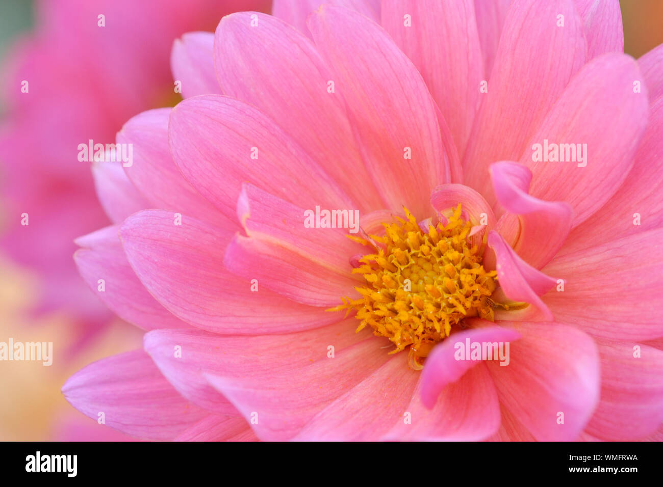 Pink Dahlia, (Dahlia spec.) Stock Photo