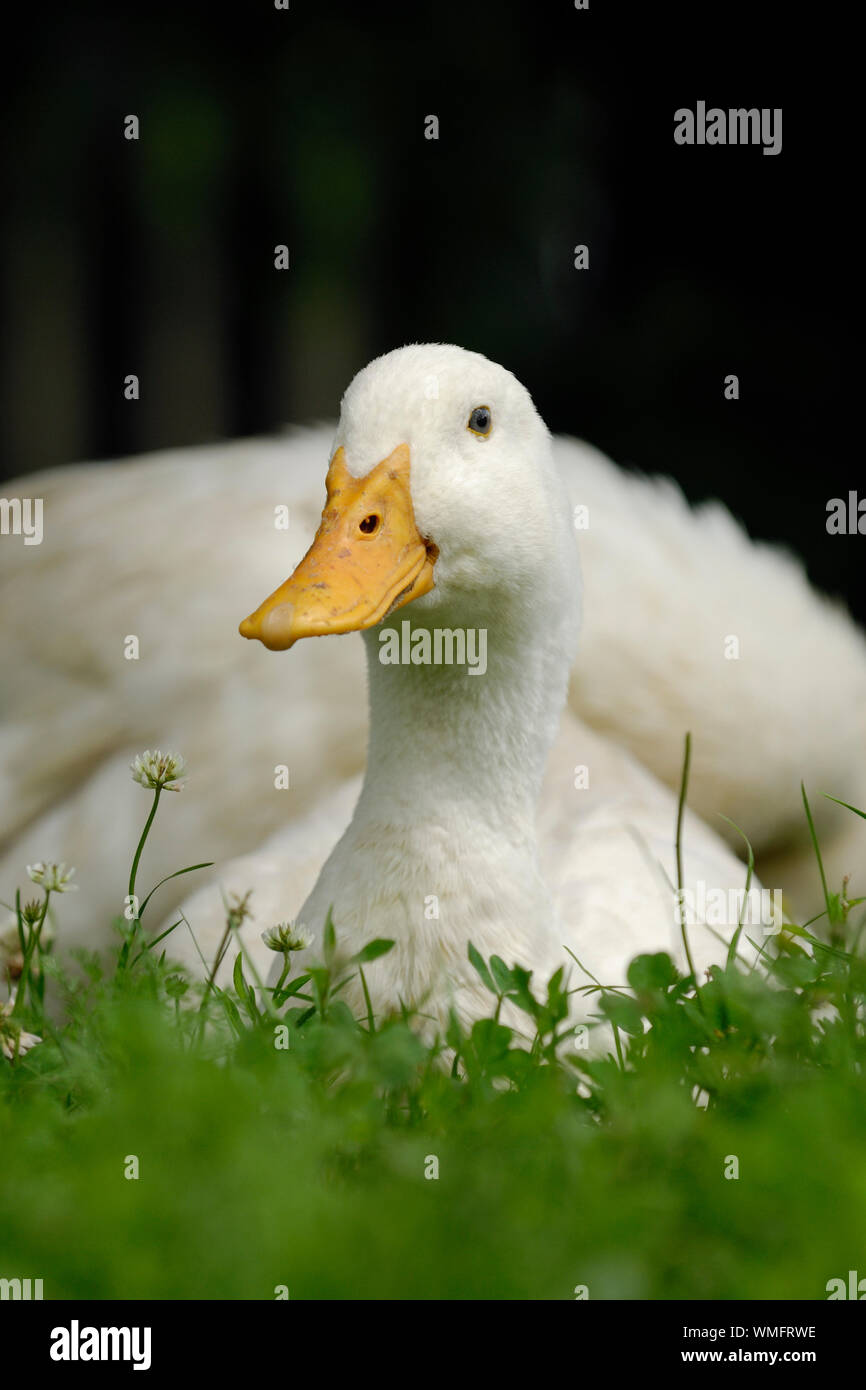 Peking duck on meadow Stock Photo